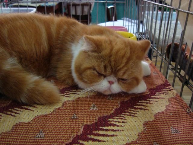 69ª Exposição Internacional de Gatos de Raça 2010 - Novo Hamburgo